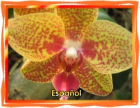 Espa�ol